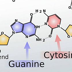 Guanine: afbeelding 1