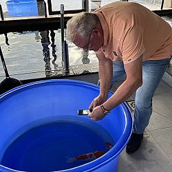 Stilletjes aan vertrekken alle verkochten koi: afbeelding 1